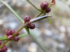 Crambus quinquareatus