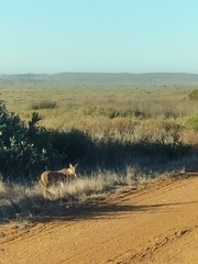 Caracal caracal caracal