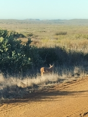 Caracal caracal caracal