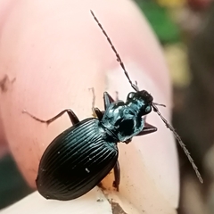 Limodromus assimilis