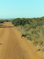 Caracal caracal caracal
