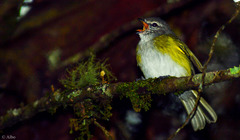 Phyllomyias griseocapilla