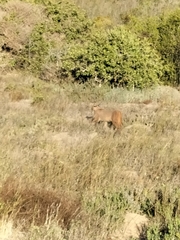 Caracal caracal caracal