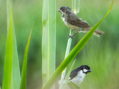 Sporophila lineola