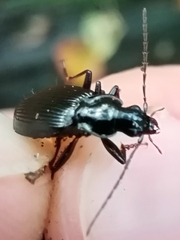 Limodromus assimilis