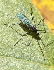 Gnophomyia tristissima