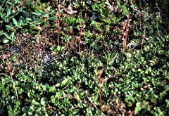 Pyrola asarifolia asarifolia