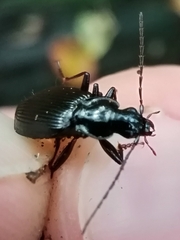 Limodromus assimilis