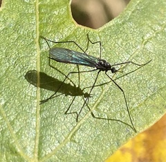 Gnophomyia tristissima