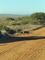 Caracal caracal caracal