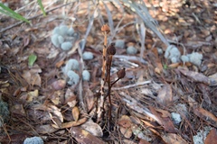 Monotropa