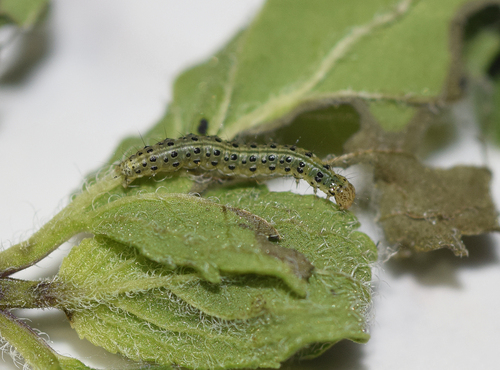 Mint Moth, photo 8 of 9
