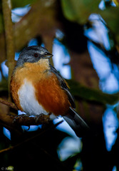 Microspingus lateralis