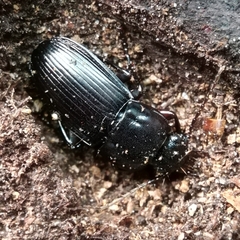 Abax parallelepipedus