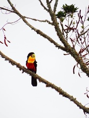 Ramphastos dicolorus