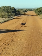 Caracal caracal caracal