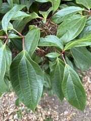 Viburnum davidii