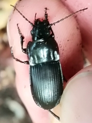 Abax parallelepipedus