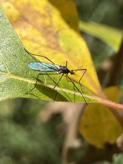 Gnophomyia tristissima