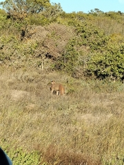 Caracal caracal caracal