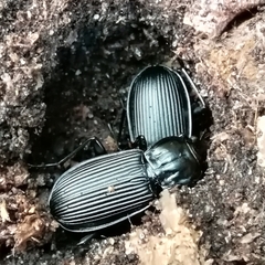 Pterostichus niger