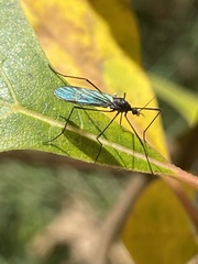 Gnophomyia tristissima