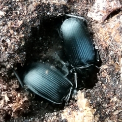 Pterostichus niger