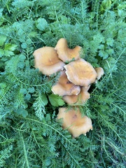 Cystoderma aureum