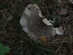 Clitocybe nebularis