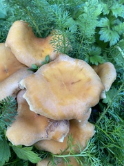 Cystoderma aureum