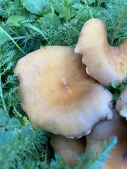Cystoderma aureum