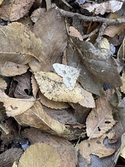 Frederickia s-signata