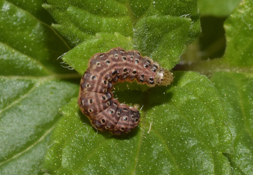Mint Moth, photo 9 of 9