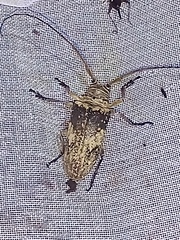 Lochmaeocles nigritarsus