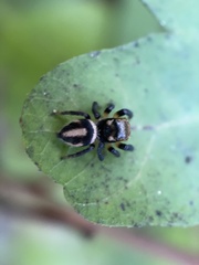 Habronattus delectus