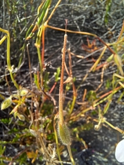 Pelargonium capillare