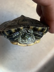 Trachemys scripta elegans