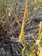Pelargonium capillare