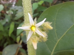 Solanum jamaicense image