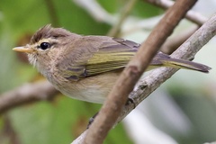 Phylloscopus umbrovirens