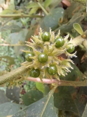 Solanum jamaicense