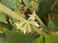Solanum jamaicense