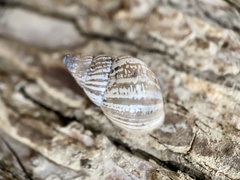 Rabdotus dealbatus