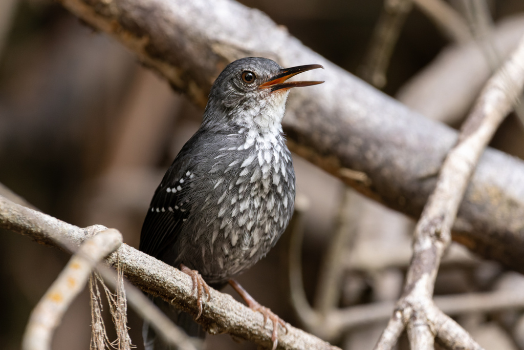 Silvered Antbird photo