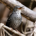 Silvered Antbird - Photo (c) Tomaz Nascimento de Melo, some rights reserved (CC BY-NC-ND), uploaded by Tomaz Nascimento de Melo