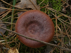 Lactarius rufus