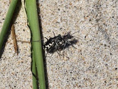 Cicindela latesignata