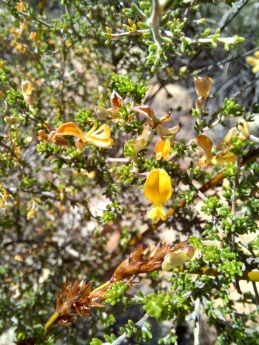 Aspalathus pilantha