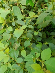 Solanum jamaicense