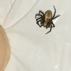 Anyphaena accentuata